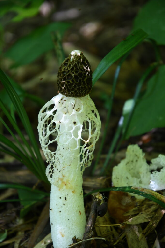 水無集落跡の近くで見つけたキヌガサダケ。3～4本まとまって生えていました。