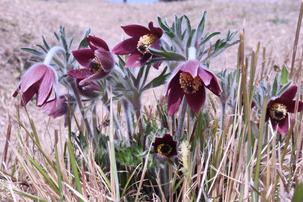 基山山頂のオキナグサ