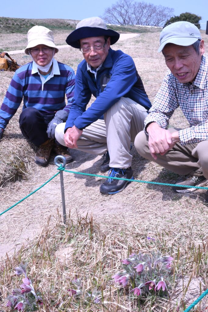 保護地区で花を咲かせるオキナグサを観賞する参加者